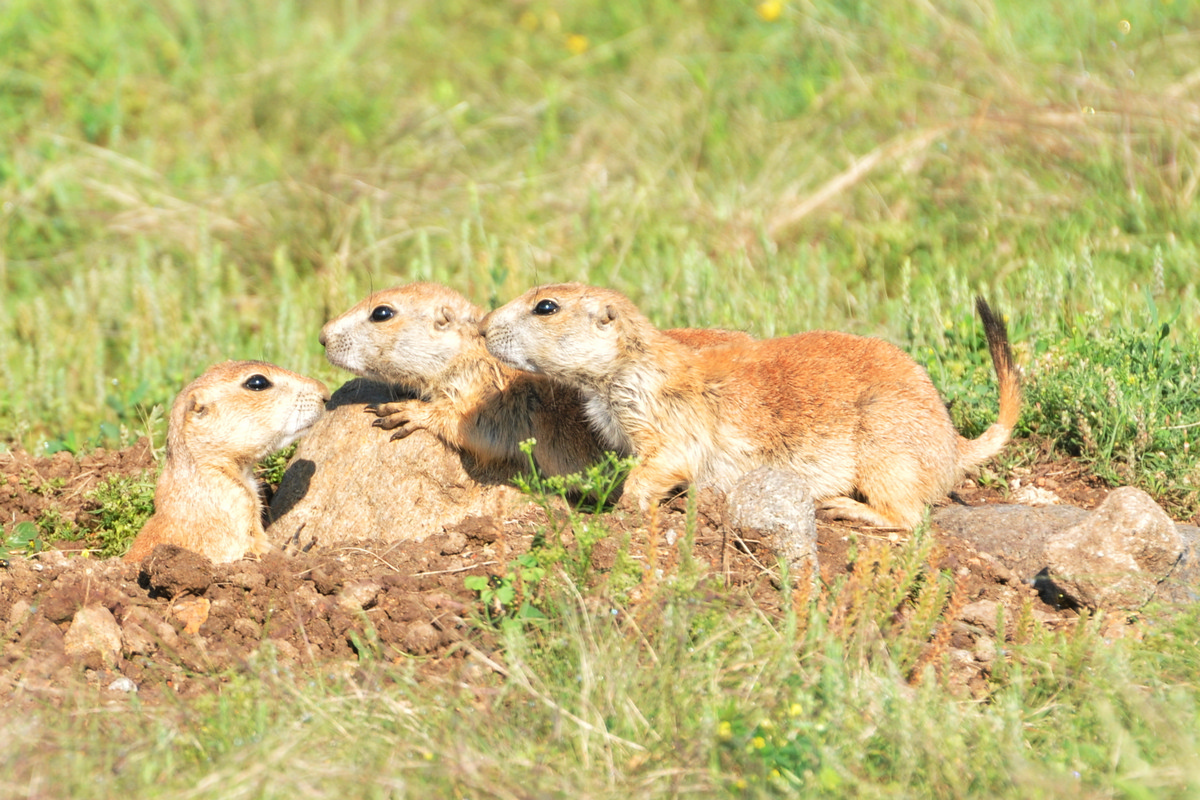 Wichita Mountains Wildlife Refuge, Lawton Oklahoma - Prairie Dogs